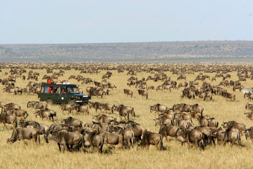 Guided Masai Mara, Serengeti & Gorilla Trekking Safari (13 Days Itinerary)