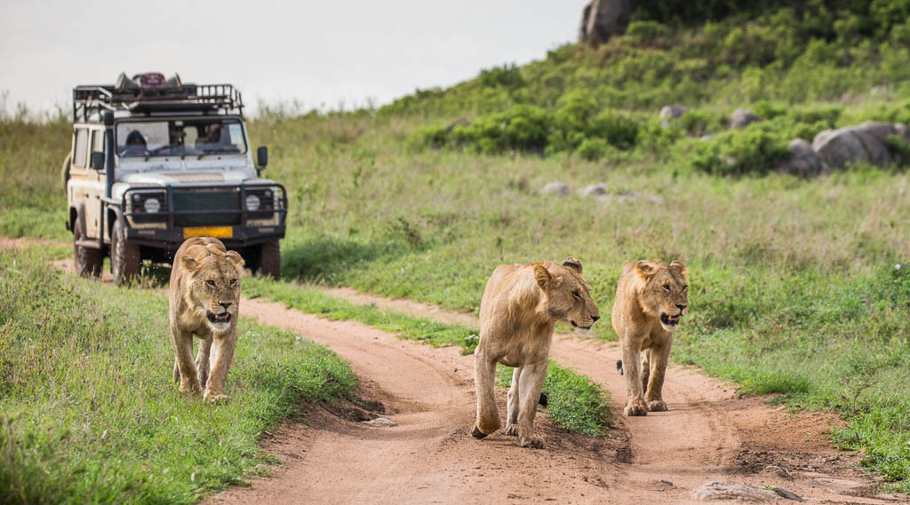 Exclusive 9 Days Serengeti and Gorilla Safari: A Rwanda Tanzania Tour