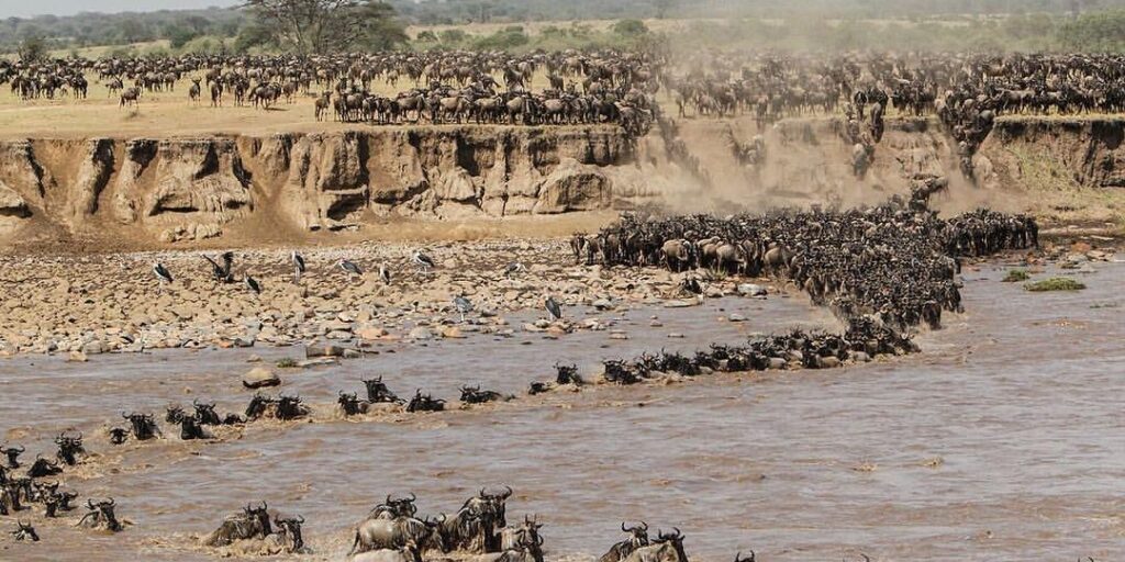 12 Days Serengeti Migration and Gorilla Trekking Safari (July, Aug, Sept)