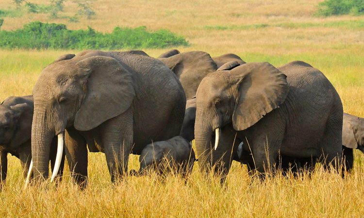 Best of Uganda Wilderness Safari Vacation(13 Days) 