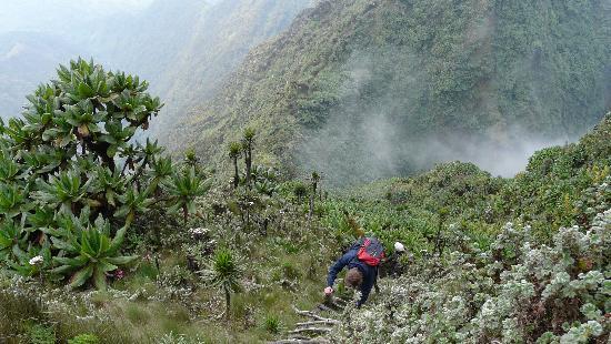 Private Uganda Gorillas and Mount Sabinyo Hiking Tour(5 Days Itinerary)