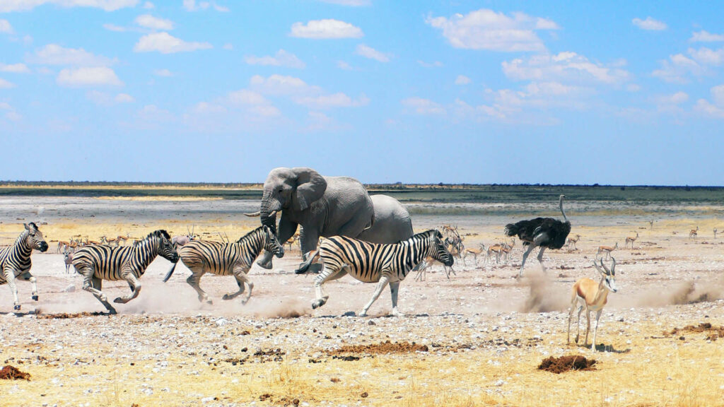 10 Days Combined Gorilla Trekking and Etosha National Park Safari