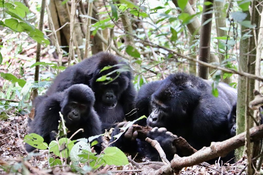 10 Days Combined Gorilla Trekking and Etosha National Park Safari