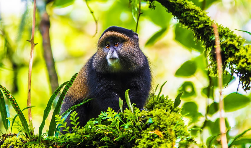 Rwanda Safaris | Gorilla Trekking Tours & Wildlife Holidays 2024/2025 