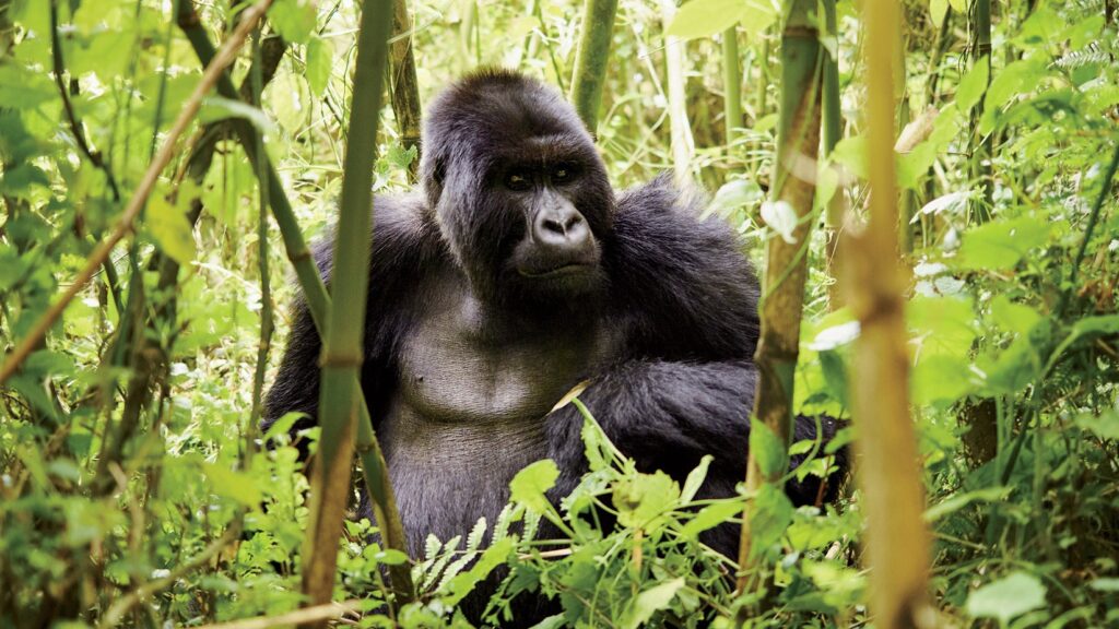 Rwanda Safaris | Gorilla Trekking Tours & Wildlife Holidays 2024/2025 