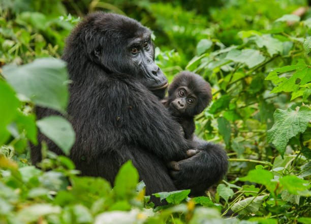 19 Days Uganda, Rwanda & Tanzania Safari | Gorillas & Game Parks Tour