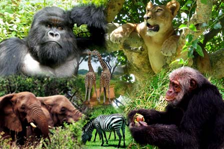 17 Days Big Game and Gorillas-An adventure filled Safari in Uganda