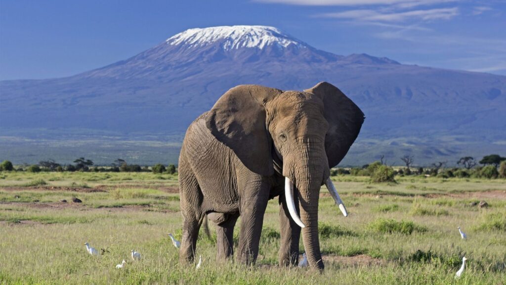 Kenya Uganda and Tanzania safari Holiday Package (28 Days)