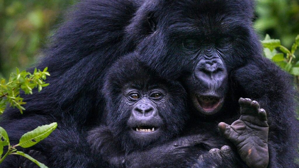 How to Go Trekking With the Gorillas In Uganda in 2025-2026