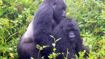 Gorilla Sex | How Do Gorillas Have Sex? | Reproduction | Breast Feeding