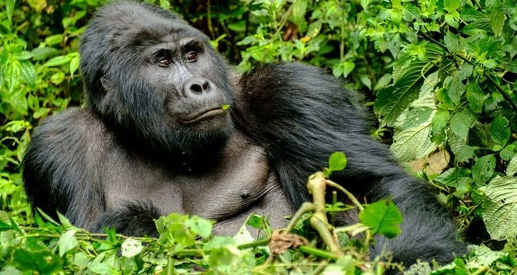 Tailored Gorilla Trekking and Victoria Falls Tour-12 Days Package