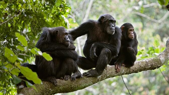 How To combine Gorillas and Chimpanzee Trekking In Uganda