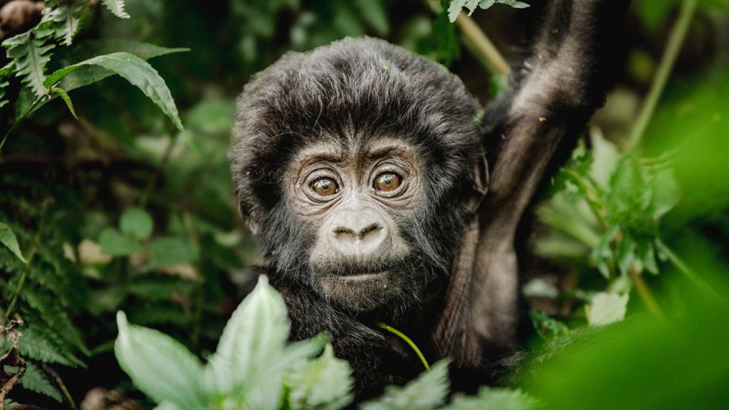 Ultra-Luxury Uganda and Tanzania safari Holiday-11 Days Package