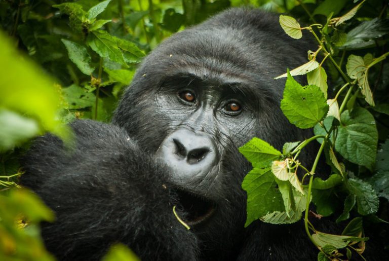 Ultimate guide to combining Gorilla Trekking and Victoria Falls Tour