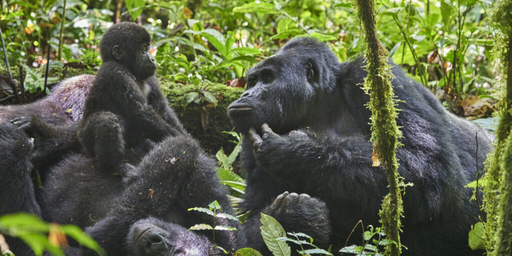 Exclusive Luxury Kenya Safari and Uganda Gorillas Vacation 
