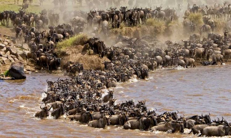 Luxury Uganda Kenya Tanzania Safari Gorillas & Great Migration