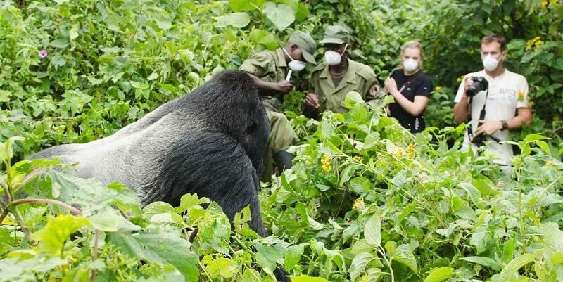 Gorilla Trekking Uganda from USA- 2027 Planning Guide