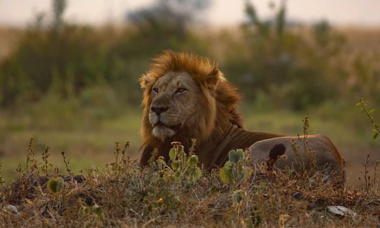 Popular Uganda Safari Itineraries & Packages to Book in 2027