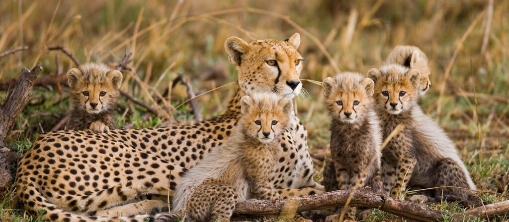 Private Predators and Primates Safari Tour in Uganda & Tanzania