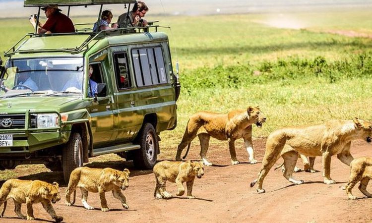 10-Day Masai Mara Serengeti and Ngorongoro Crater Safari Tour