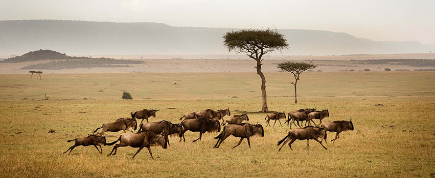 Short 8-Day Masai Mara and Serengeti Safari Tour Package