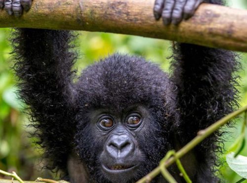4-Days-Rwanda-Gorilla-Trekking-Safari-1170x450