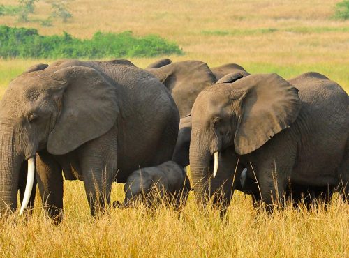 Queen Elizabeth National Park Uganda