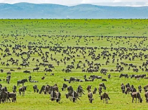 There-Is-An-Annual-Migration-of-over-Two-Million-Wildebeest.