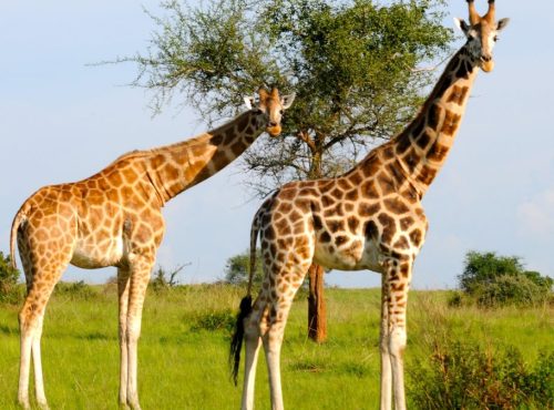 Uganda Safari Packages