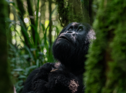 Volcanoes-National-Park-Rwanda