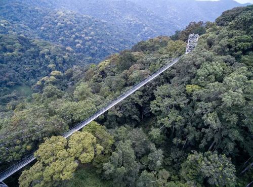 canopy-walk-nyungwe-2