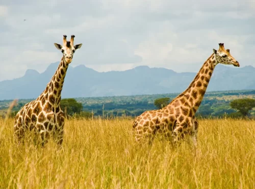 kidepo-valley-giraffe (1)