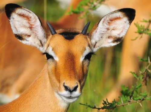 lake-mburo-impala