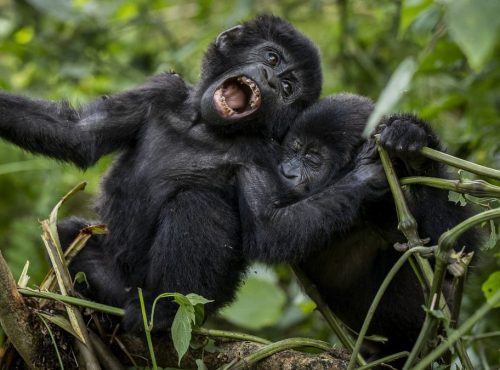 mountain-gorillas-1200x675 (1)