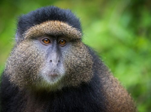 Portrait of a golden monkey in Volcanoes National Park Rwanda